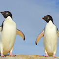 Adelie Penguin Duo Photograph by Yva Momatiuk John Eastcott Adelie Penguin Duo Photograph by Yva Momatiuk John Eastcott