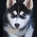 Adorable Siberian Husky Sled Dog Puppy Photograph by Kathy Clark Adorable Siberian Husky Sled Dog Puppy Photograph by Kathy Clark