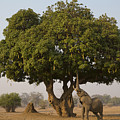 African Elephant Bull Browsing Photograph by Jez Bennett African Elephant Bull Browsing Photograph by Jez Bennett
