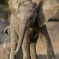 African Elephant Calf Displaying Photograph by San Diego Zoo African Elephant Calf Displaying Photograph by San Diego Zoo