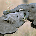 African Elephant Calves Playing Photograph by Yva Momatiuk and John Eastcott African Elephant Calves Playing Photograph by Yva Momatiuk and John Eastcott