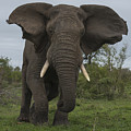 African Elephant Charging Sabi-sands Photograph by Sergey Gorshkov African Elephant Charging Sabi-sands Photograph by Sergey Gorshkov