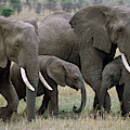 African Elephant Females And Calves Photograph by Yva Momatiuk and John Eastcott African Elephant Females And Calves Photograph by Yva Momatiuk and John Eastcott