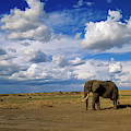 African Elephant Walking in Masai Mara Photograph by Yva Momatiuk John Eastcott African Elephant Walking in Masai Mara Photograph by Yva Momatiuk John Eastcott