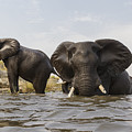 African Elephants In The Chobe River Photograph by Vincent Grafhorst African Elephants In The Chobe River Photograph by Vincent Grafhorst