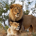 African Lion And Lioness Botswana Photograph by Erik Joosten African Lion And Lioness Botswana Photograph by Erik Joosten