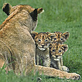 African Lion Cubs Study the Photographer Tanzania Photograph by Dave Welling African Lion Cubs Study the Photographer Tanzania Photograph by Dave Welling