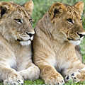 African Lion Juveniles Serengeti Np Photograph by Erik Joosten African Lion Juveniles Serengeti Np Photograph by Erik Joosten