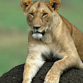 Lioness in Masai Mara Photograph by Yva Momatiuk and John Eastcott Lioness in Masai Mara Photograph by Yva Momatiuk and John Eastcott