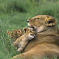 African Lions Mother and Cubs Tanzania Photograph by Dave Welling African Lions Mother and Cubs Tanzania Photograph by Dave Welling