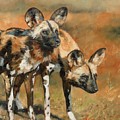 African Wild Dogs Painting by David Stribbling African Wild Dogs Painting by David Stribbling