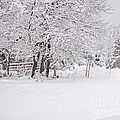 After the Winter Storm Photograph by Gwen Gibson After the Winter Storm Photograph by Gwen Gibson