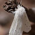 Agreeable Tiger Moth Photograph by Daniel Reed Agreeable Tiger Moth Photograph by Daniel Reed