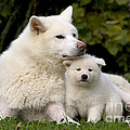 Akita Inu Dog And Puppy Photograph by Jean-Michel Labat Akita Inu Dog And Puppy Photograph by Jean-Michel Labat