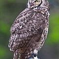 Alaskan Owl Digital Art by National Park Service Alaskan Owl Digital Art by National Park Service