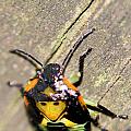Alien Creature Photograph by Jennifer Robin Alien Creature Photograph by Jennifer Robin