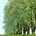 Alley of Trees Photograph by Amanda Mohler Alley of Trees Photograph by Amanda Mohler