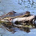 Alligator Catches Catfish Photograph by Kathy Baccari Alligator Catches Catfish Photograph by Kathy Baccari