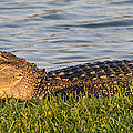 Alligator Smile Photograph by Ed Gleichman Alligator Smile Photograph by Ed Gleichman