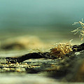 Along the Sea-Coast by Rebecca Sherman