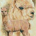 Alpaca by Barbara Keith Alpaca by Barbara Keith