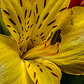Alstroemeria Bloom Photograph by Ron Pate Alstroemeria Bloom Photograph by Ron Pate