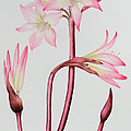 Amaryllis Belladonna by Sally Crosthwaite Amaryllis Belladonna by Sally Crosthwaite