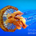 Amber Seduction Photograph by Micki Findlay Amber Seduction Photograph by Micki Findlay