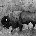 Monochrome American Buffalo 3 Painting by Hailey E Herrera Monochrome American Buffalo 3 Painting by Hailey E Herrera