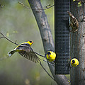 American Goldfinch Photograph by Bill Cubitt American Goldfinch Photograph by Bill Cubitt