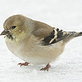 American Goldfinch in the Snow Photograph by Holden The Moment American Goldfinch in the Snow Photograph by Holden The Moment