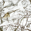 American Goldfinch Photograph by Holden The Moment American Goldfinch Photograph by Holden The Moment