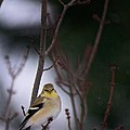American Goldfinch Perched in Tree Photograph by Onyonet Photo Studios American Goldfinch Perched in Tree Photograph by Onyonet Photo Studios