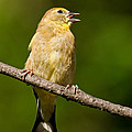 American Goldfinch Singing Photograph by Jeff Goulden American Goldfinch Singing Photograph by Jeff Goulden