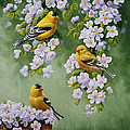 American Goldfinches And Apple Blossoms by Crista Forest American Goldfinches And Apple Blossoms by Crista Forest