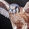 American Kestrel 3 Photograph by Al Andersen American Kestrel 3 Photograph by Al Andersen