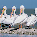 Four American White Pelicans Photograph by Yva Momatiuk and John Eastcott Four American White Pelicans Photograph by Yva Momatiuk and John Eastcott