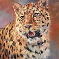 Amur Leopard by David Stribbling Amur Leopard by David Stribbling