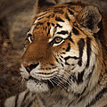 Amur Tiger 2 by Ernie Echols Amur Tiger 2 by Ernie Echols