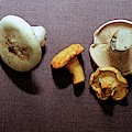 An Assortment Of Mushrooms Photograph by Romulo Yanes