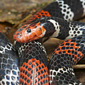 Anchor Coralsnake Septimo Paraiso Cloud Photograph by James Christensen Anchor Coralsnake Septimo Paraiso Cloud Photograph by James Christensen