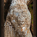 Ancient Expression of Beauty Photograph by Omaste Witkowski Ancient Expression of Beauty Photograph by Omaste Witkowski