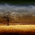 And the rains came Photograph by Holly Kempe And the rains came Photograph by Holly Kempe