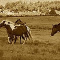 And They Roam Photograph by Veronica Batterson