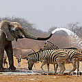 Animal humour Photograph by Johan Swanepoel Animal humour Photograph by Johan Swanepoel