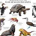Animals Of The Galapagos Islands Photograph by Roger Hall Animals Of The Galapagos Islands Photograph by Roger Hall