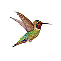 Anna Hummingbird Painting by Amy Kirkpatrick Anna Hummingbird Painting by Amy Kirkpatrick