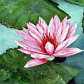 Another Water Lily by Sam Sidders Another Water Lily by Sam Sidders