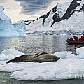Antarctic Serenity... Photograph by Nina Stavlund Antarctic Serenity... Photograph by Nina Stavlund