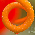 Anthurium Detail by Heiko Koehrer-Wagner Anthurium Detail by Heiko Koehrer-Wagner
